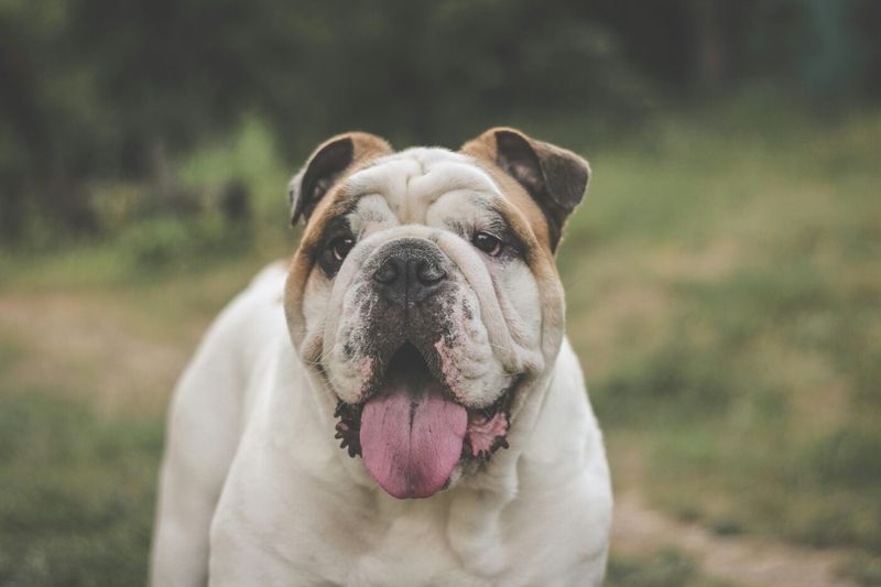 English Bulldog: Breathing Problems And Vet Bills