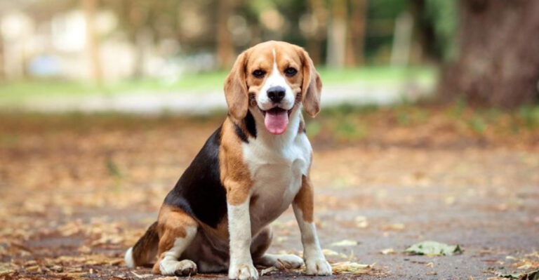 10 Dog Breeds That Just Aren't Worth Your Money And 5 That Actually Are