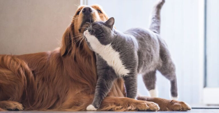 10 Dog Breeds That Simply Don’t Get Along With Other Dogs And 5 That Prefer Cats More
