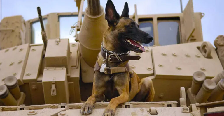 10 Dogs Bred For War And 5 That Were Designed Purely For Companionship