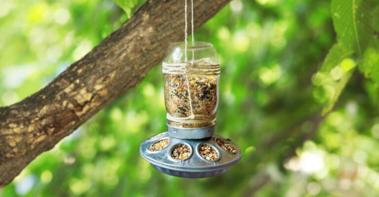 10 Easy DIY Bird Feeder Ideas That Will Bring Your Backyard To Life