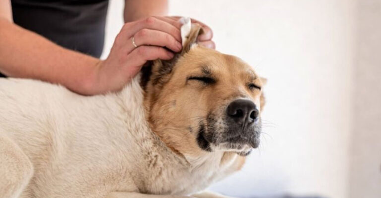 10 Effective Home Remedies For Dogs Suffering From Chronic Ear Infections