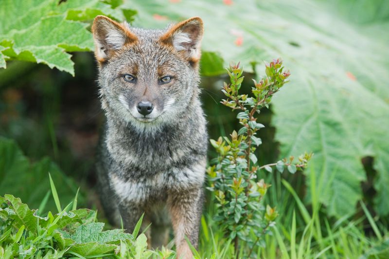 Darwin's Fox: Chile's Forest Shadow