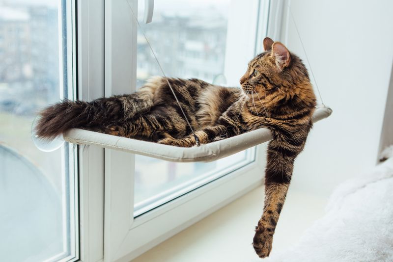 Window Perch: A Room With A View