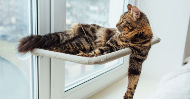 10 Essential Furniture Pieces Every Cat Needs For Maximum Comfort
