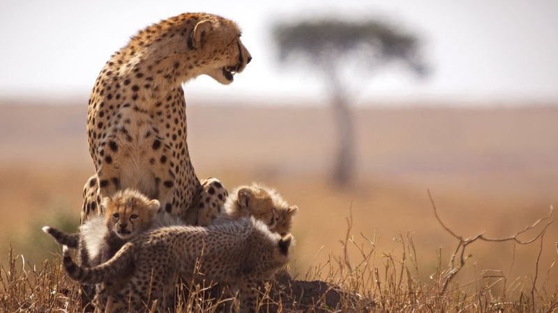 Maasai Mara National Reserve, Kenya