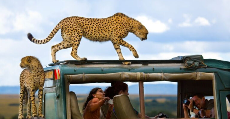 10 Ethical Places To Observe Cheetahs In Their Natural Habitat