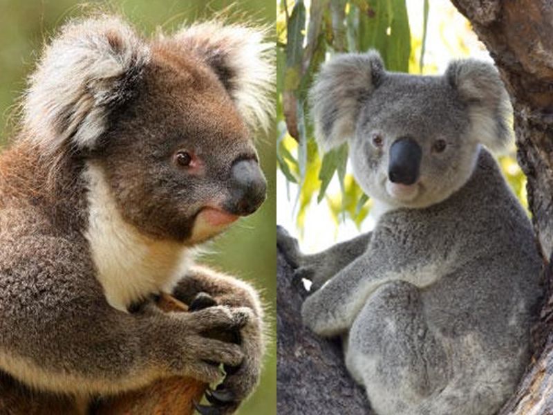 Koalas Are Not Bears