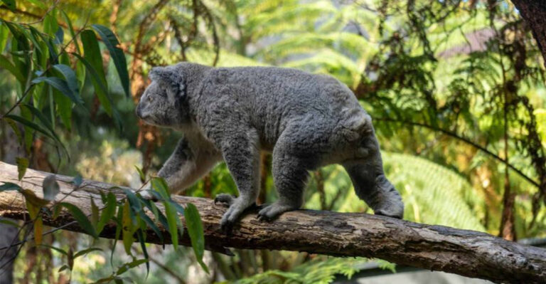 10 Facts About Koalas And 5 Common Myths