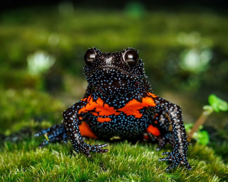 A Starry Appearance