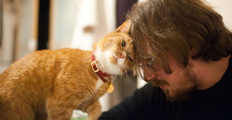 10 Heartwarming Ways Your Cat Apologizes Without Words