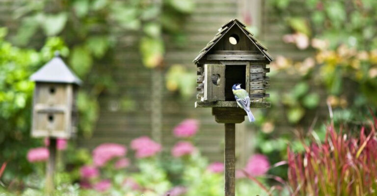 10 Hidden Spots Where Birds Love To Visit Your Feeders