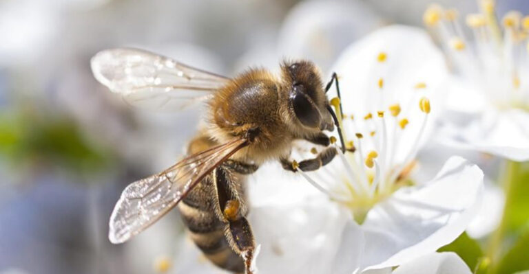 10 Invasive Animal Species Brought By Europeans Into The U.S.