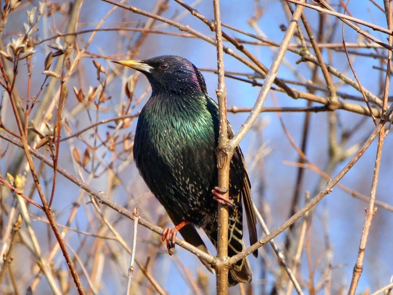 European Starling