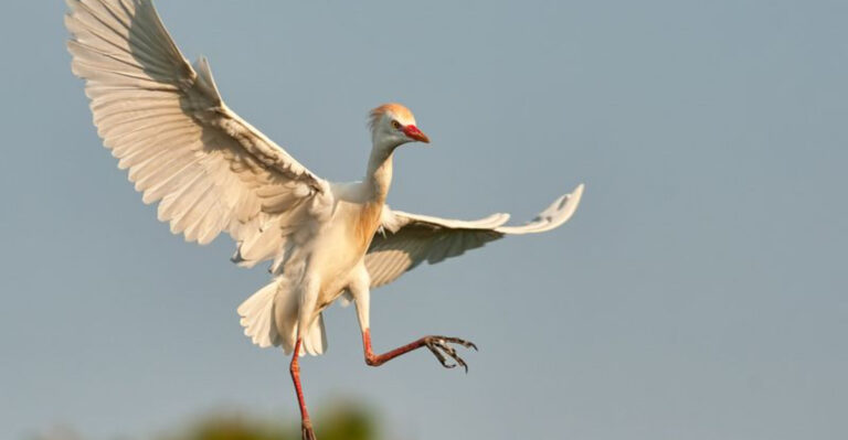 10 Invasive Bird Species Non-Native To America (And 5 That Are Native)
