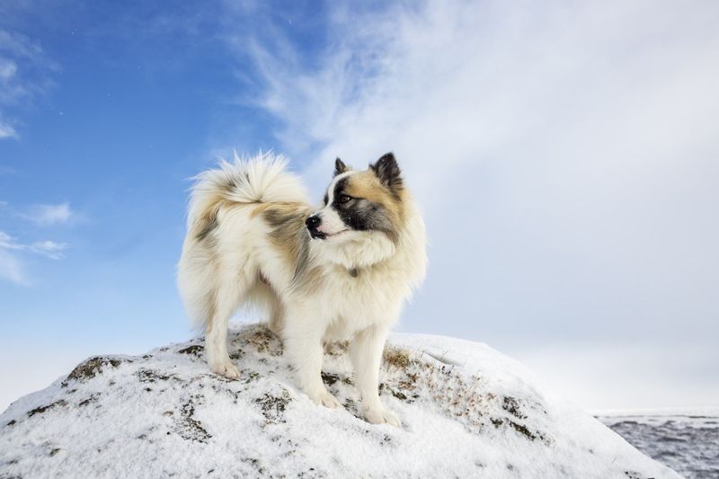 Fluffy Double Coat Built For Arctic Weather
