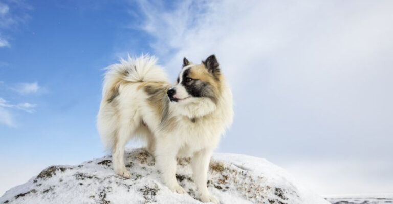 10 Key Features That Define The Icelandic Sheepdog