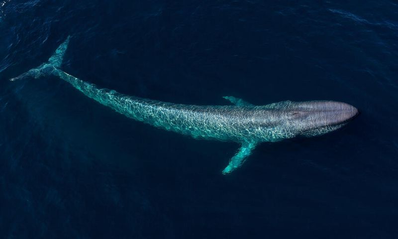 Blue Whales: Ocean Giants With Hearts The Size Of Cars
