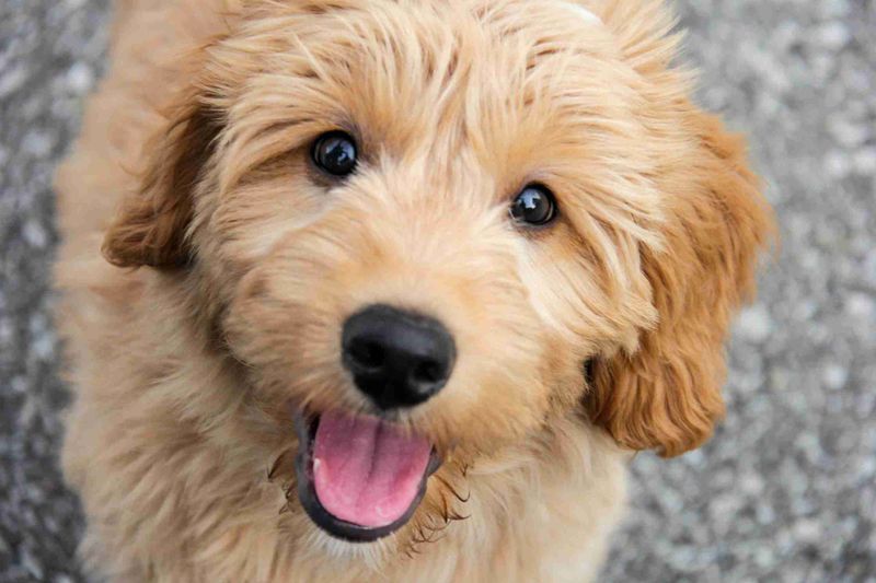 Goldendoodle: The Velcro Companion