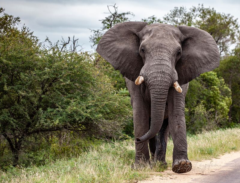 African Bull Elephant