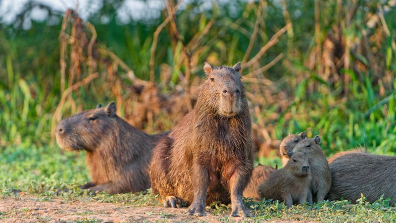 Capybaras – The Gentle Giants