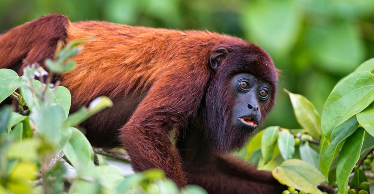 10 Most Common Animals Found In The Amazon Rainforest