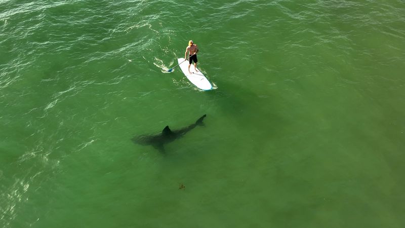 New Smyrna Beach, Florida: The Shark Attack Capital