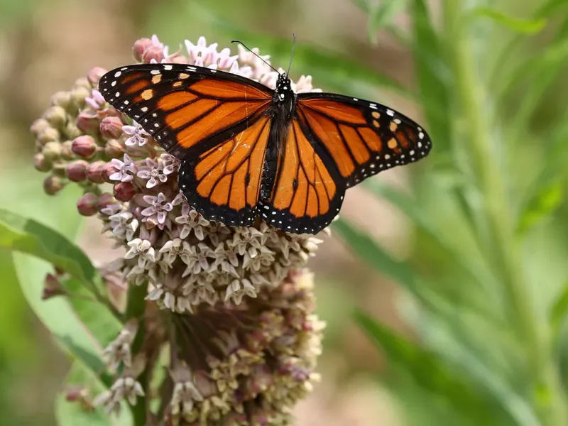 The Monarch Butterfly
