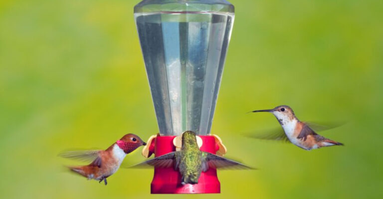 10 Natural Ways To Keep Ants At Bay From Your Hummingbird Feeder