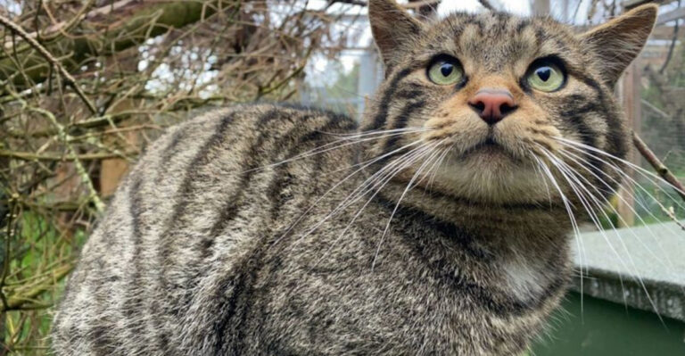 10 New Animal Hybrids Emerging In The Wild And 5 That Were Created By Humans