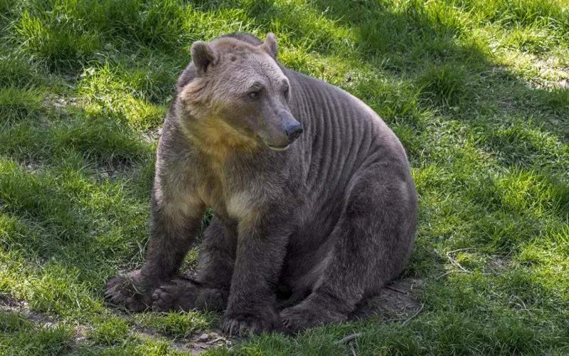 Pizzly Bear (Polar Bear + Grizzly Bear)