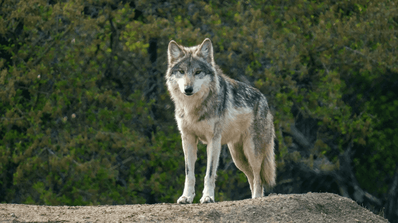 The Desert Survivor: Mexican Wolf