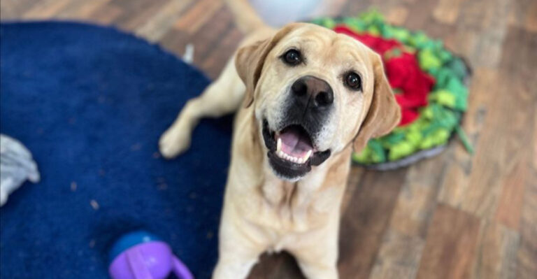 10 Obvious Signs Your Dog Shares A Strong Bond With You (And 7 That Show They Need More Time)