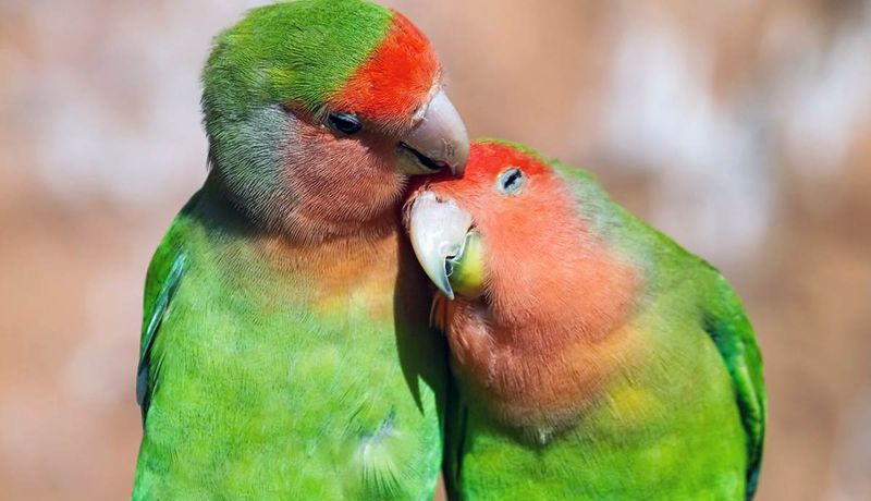 Lovebirds Live Up To Their Name
