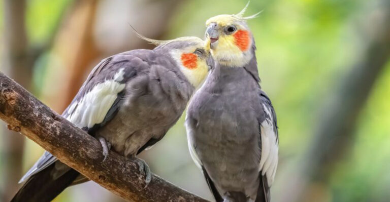 10 Pet Birds That Need A Companion To Flourish (And 5 That Get Really Anxious Alone)