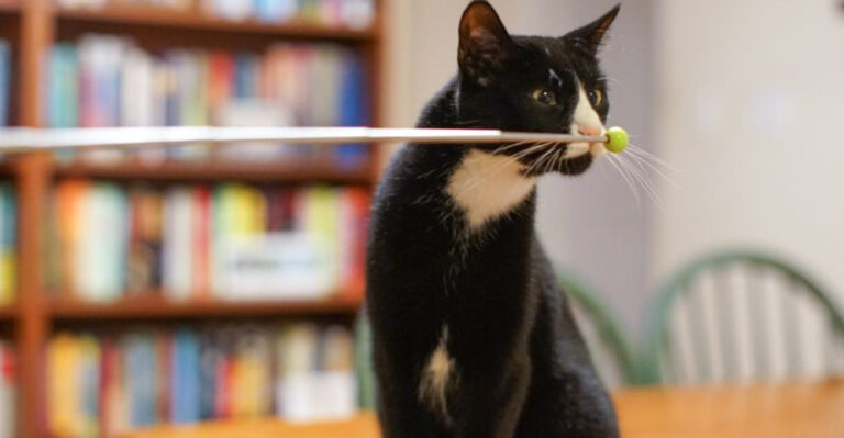 10 Positive Reinforcement Techniques To Effectively Promote Your Cat’s Best Behavior