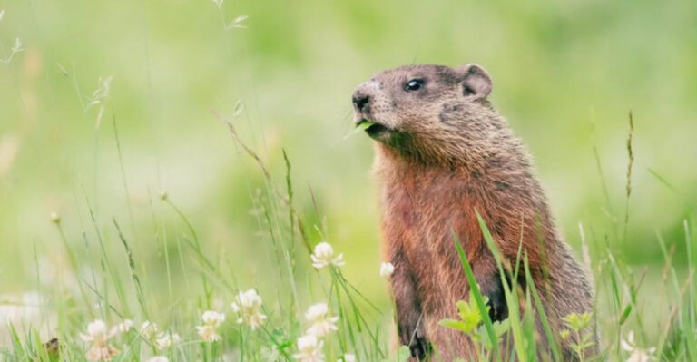 10 Proven Tips From Experts For Getting Rid Of Groundhogs