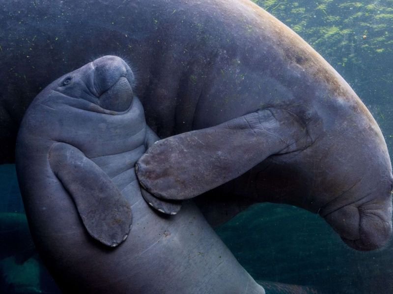 Manatees: The Mermaid Connection
