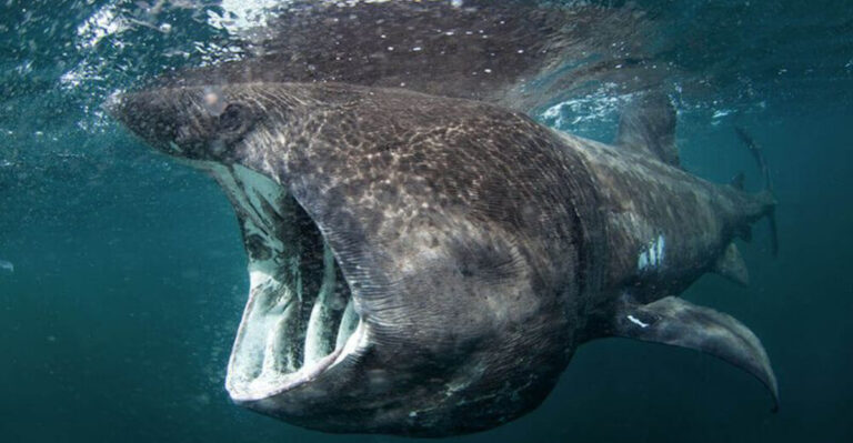 10 Real-Life Sea Creatures That Inspired Pirates’ Tales And Legends