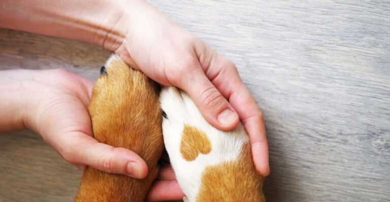 10 Reasons Not To Bury Your Pet In The Yard (And 5 Safer Alternatives)