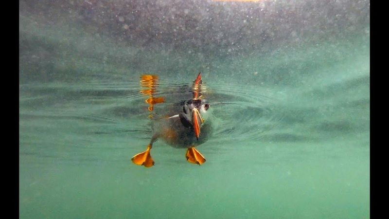 Flying Underwater Champions