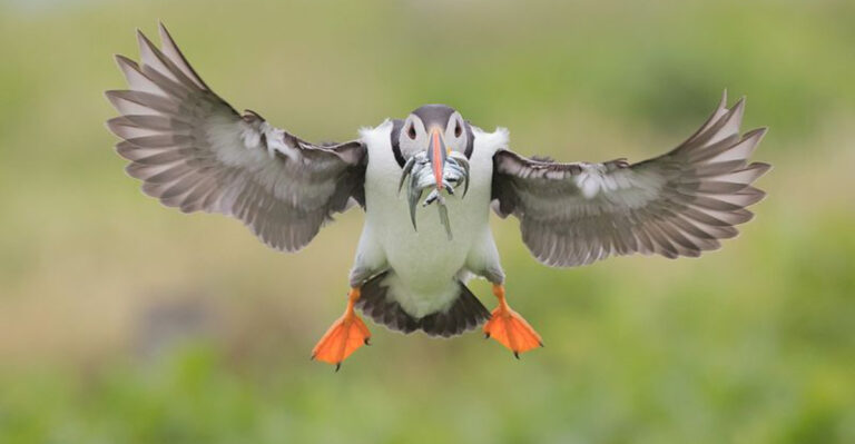 10 Reasons Puffins Are Extraordinary And 5 Facts You Didn't Know About Them