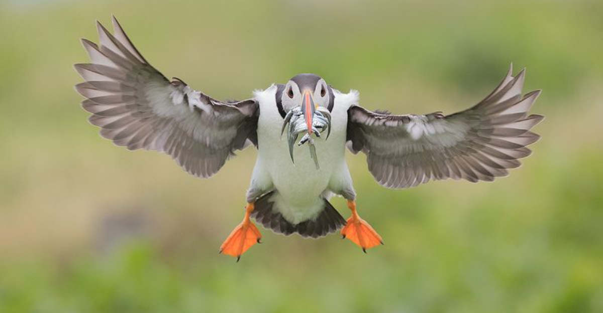 10 Reasons Puffins Are Extraordinary And 5 Facts You Didn’t Know About Them