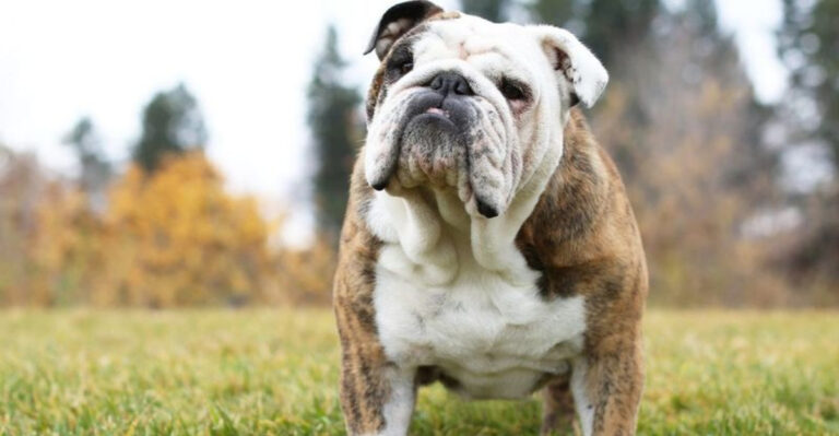 10 Reasons Why American Bulldogs Some Of The Most Popular Breeds (And 5 Myths About Them That Need To Go Away)