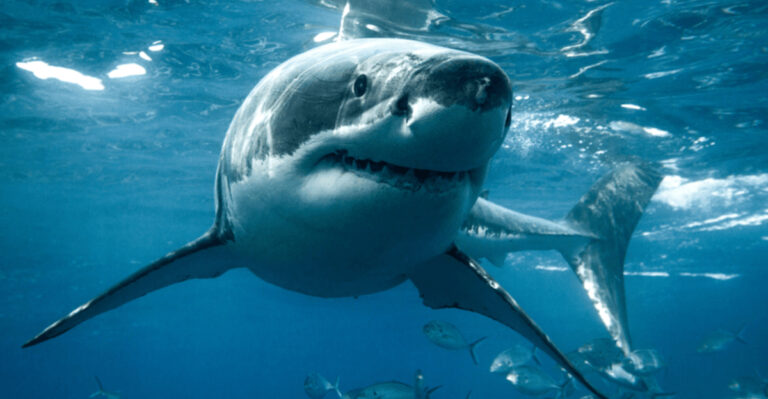 10 Reasons Why Great White Sharks Don’t Belong in Aquariums (And 5 Reasons They Thrive In The Wild)