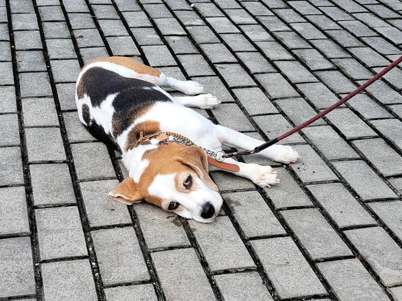 The Pavement Feels Hot To The Touch