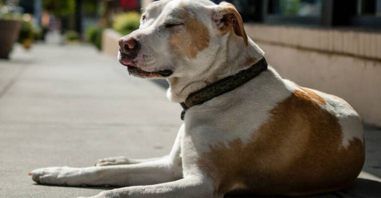 10 Signs It’s Too Hot To Take Your Dog For A Walk