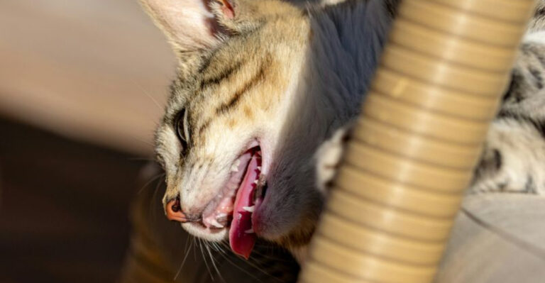 10 Signs Your Cat Is Overheating And 3 Ways To Keep Them Cool In Summer