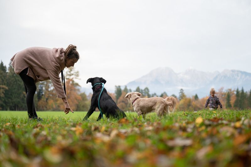 Your Pet Is Healthy And Active