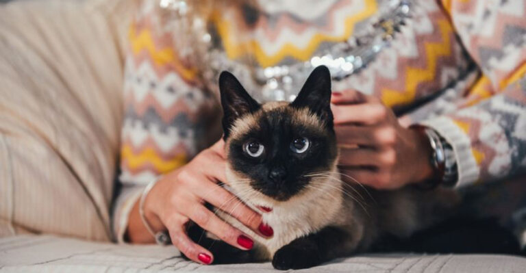 10 Signs You’re Prepared For A Siamese Cat And 4 Signs You Should Wait